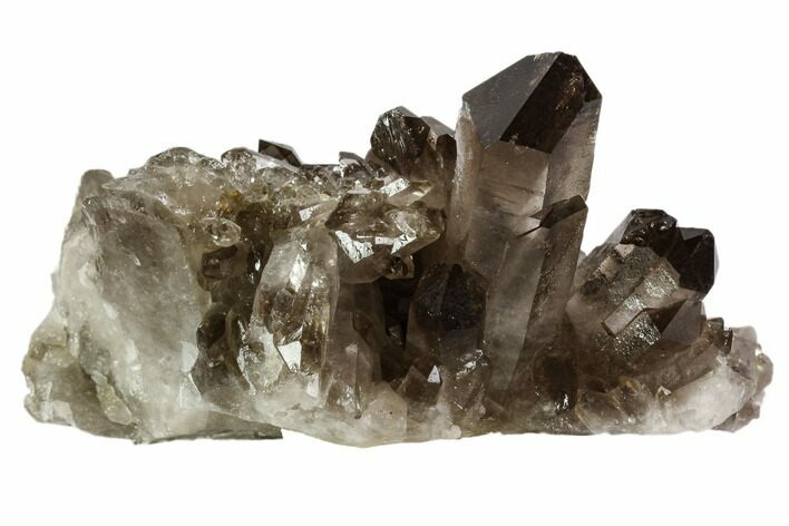 Dark Smoky Quartz Crystal Cluster - Brazil #106965